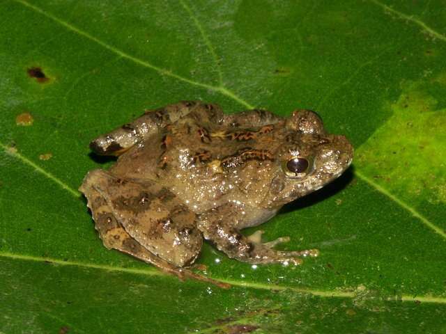 Image of Nkongsamba River Frog