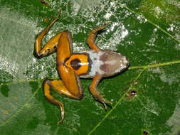 Image of Nkongsamba River Frog