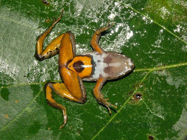 Image of Nkongsamba River Frog