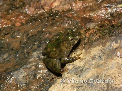 Image of Nkongsamba River Frog