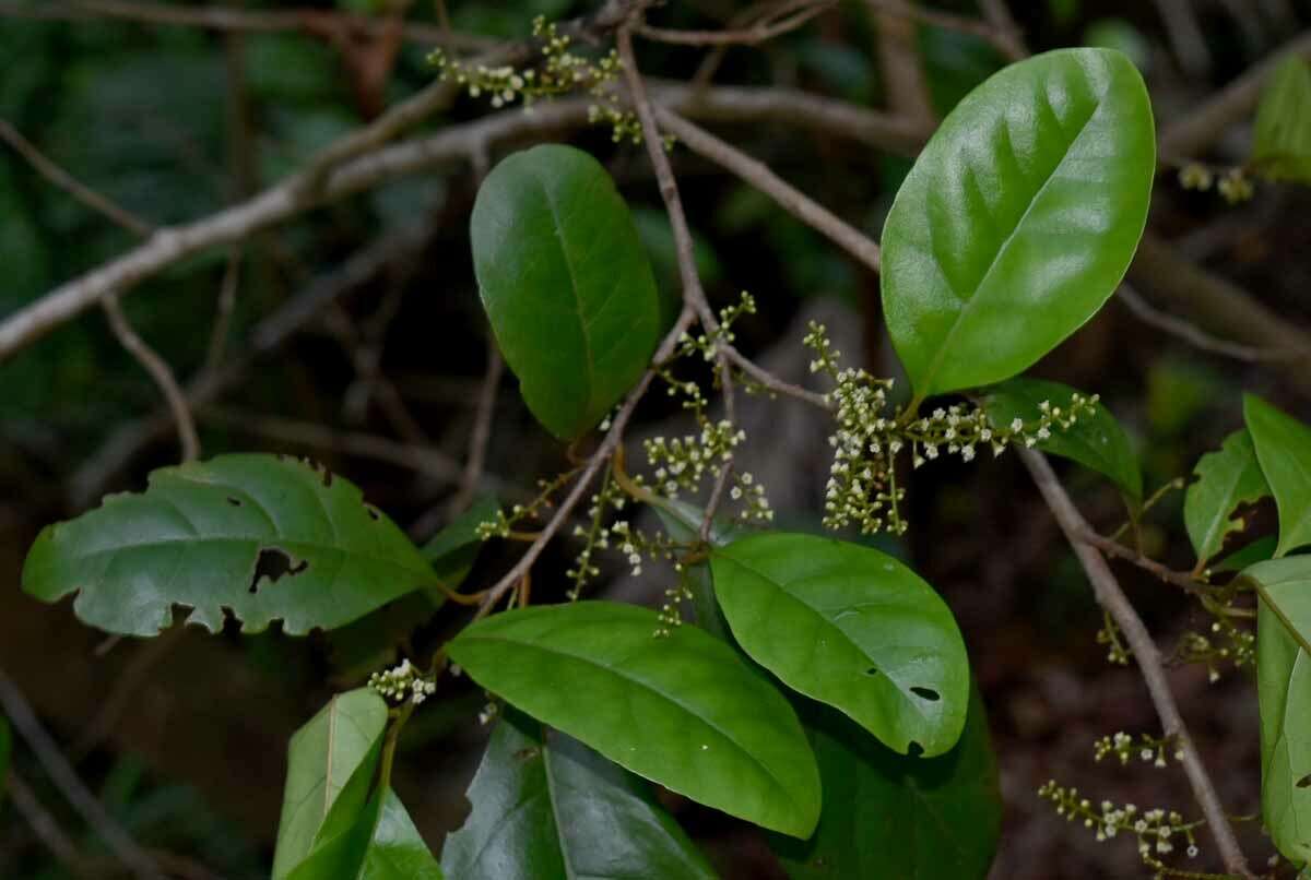 Sivun Maesa haplobotrys F. Muell. kuva