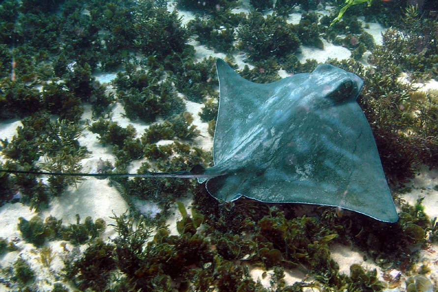 Image of Australian Eagle Ray