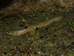 Image of Sharp-ribbed Salamander