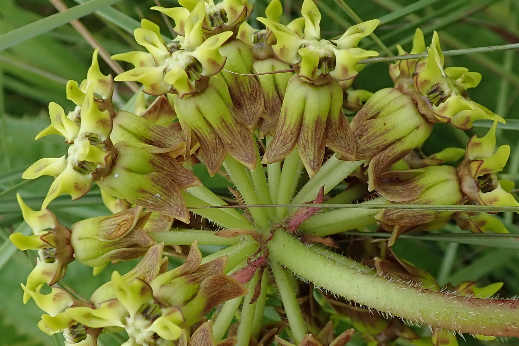 Imagem de Asclepias macropus (Schltr.) Schltr.