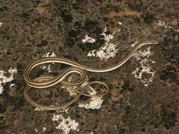 Image of Schokari sand racer