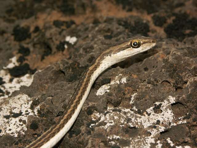 Image of Schokari sand racer