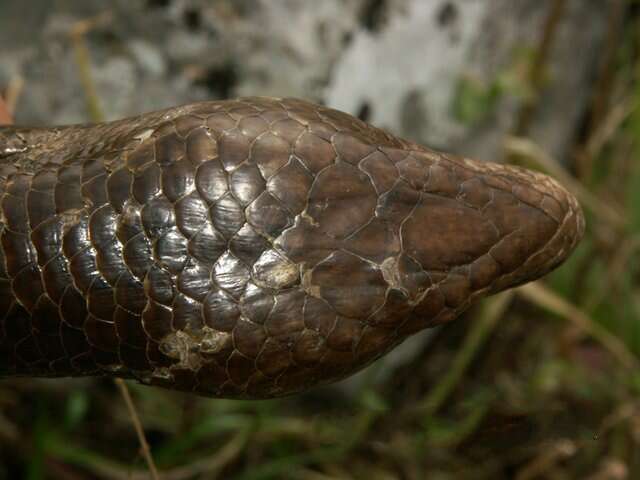 Image of Glass Lizards