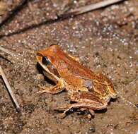 Litoria verreauxii (Duméril 1853)的圖片