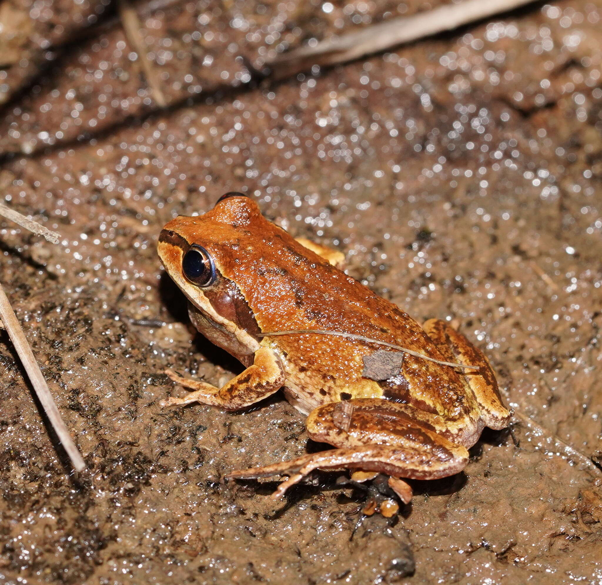 صورة Litoria verreauxii (Duméril 1853)