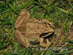 Image of Altai Brown Frog (Altai Mountains Populations)