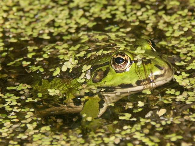 Image de Petite grenouille verte