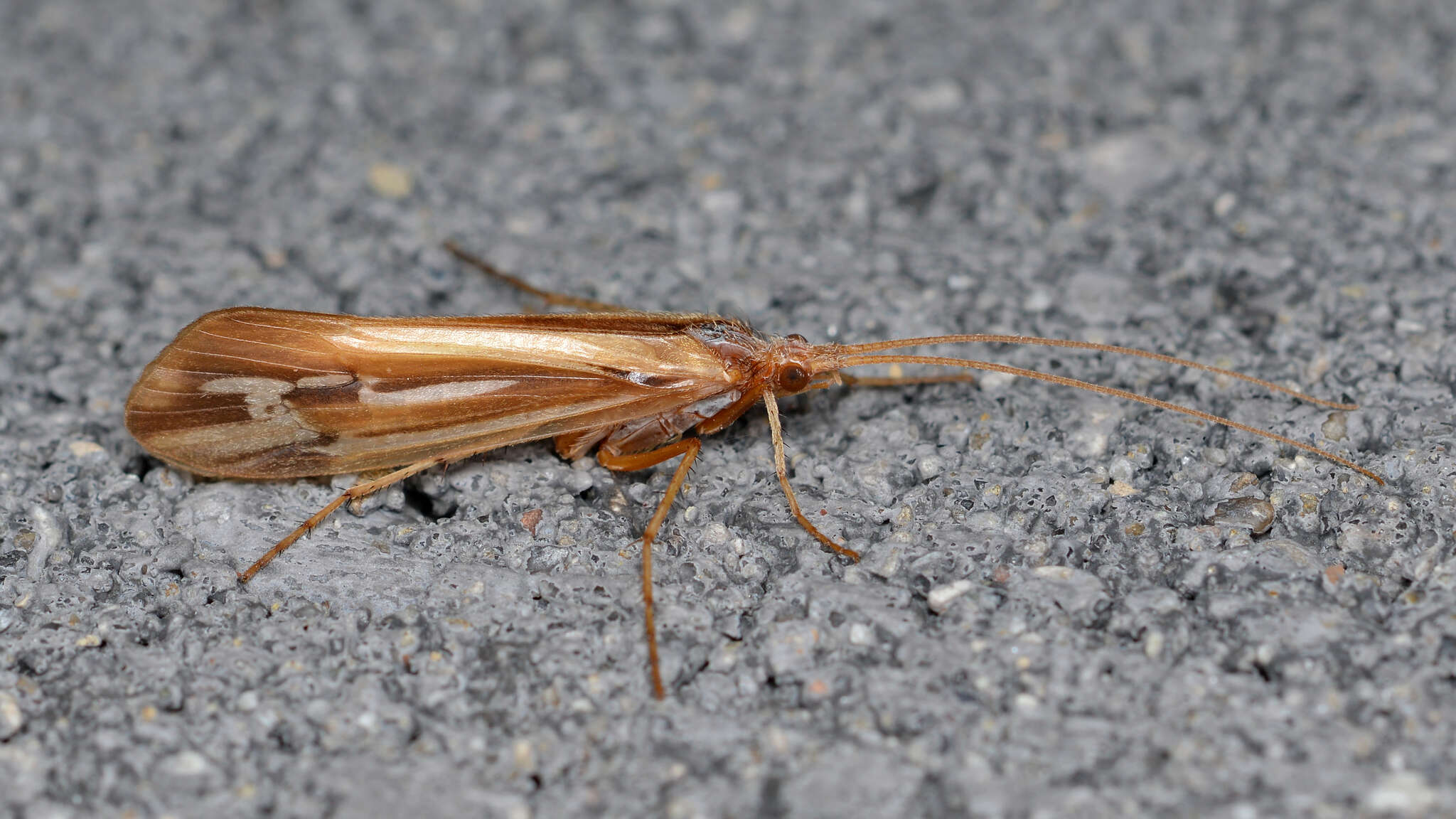 Imagem de Limnephilus ornatus Banks 1897