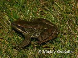 Image of Iberian Frog