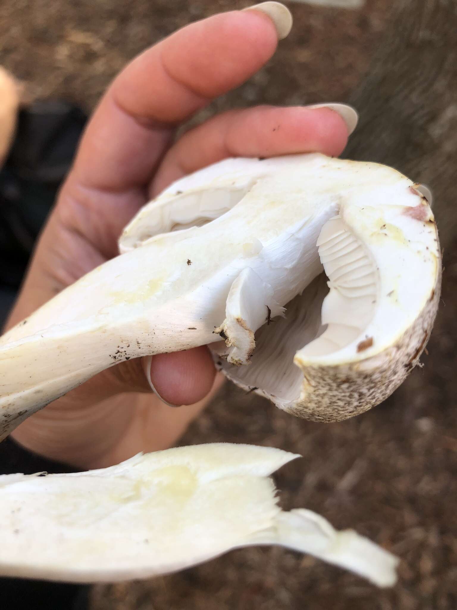 Plancia ëd Agaricus subrutilescens (Kauffman) Hotson & D. E. Stuntz 1938