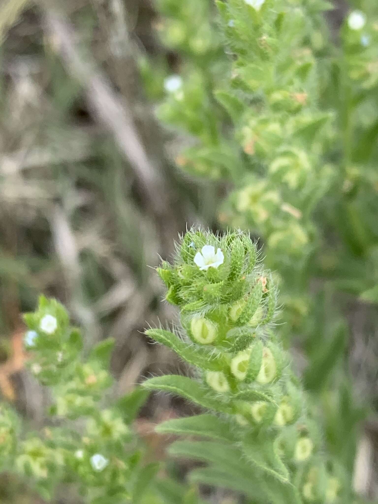 Lappula occidentalis var. cupulata (A. Gray) Higgins resmi