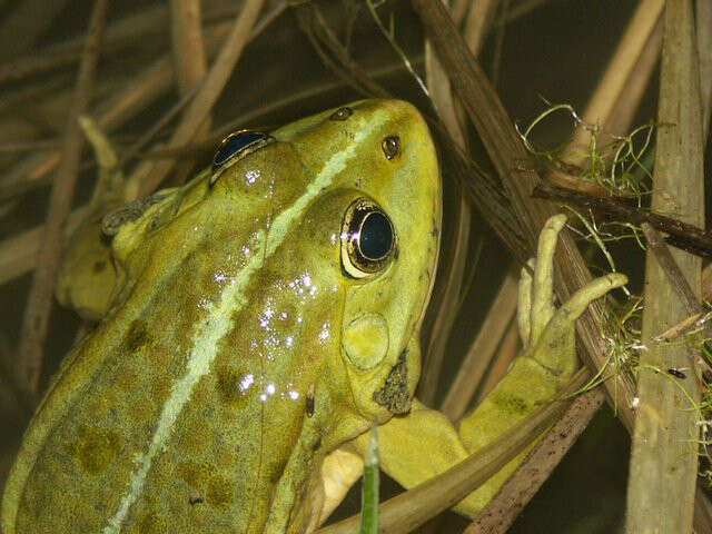 Image of Eurasian Marsh Frog