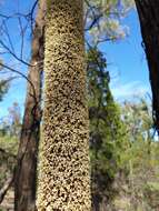 Image of Xanthorrhoea glauca D. J. Bedford