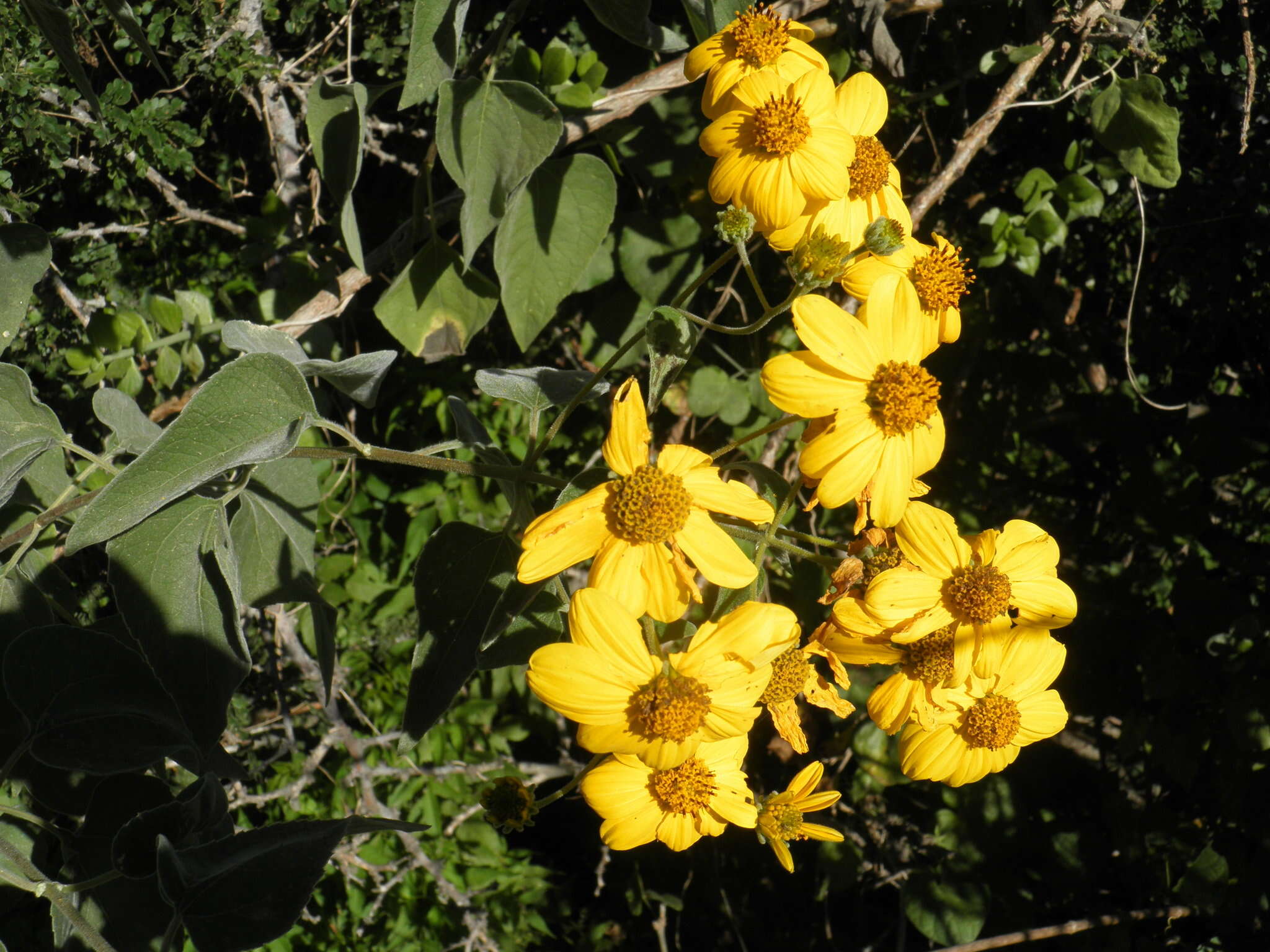 Image of Bahiopsis tomentosa (A. Gray) E. E. Schill. & Panero