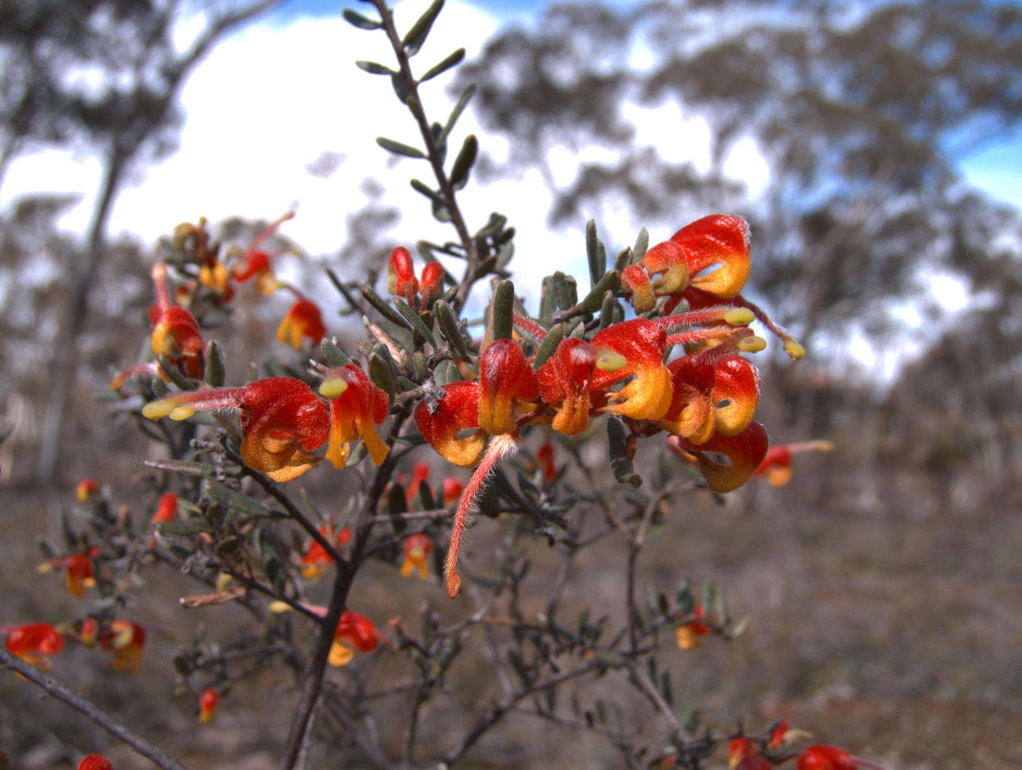 صورة Grevillea alpina Lindl.