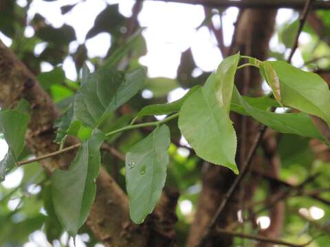 Imagem de Oncoba spinosa Forsk.