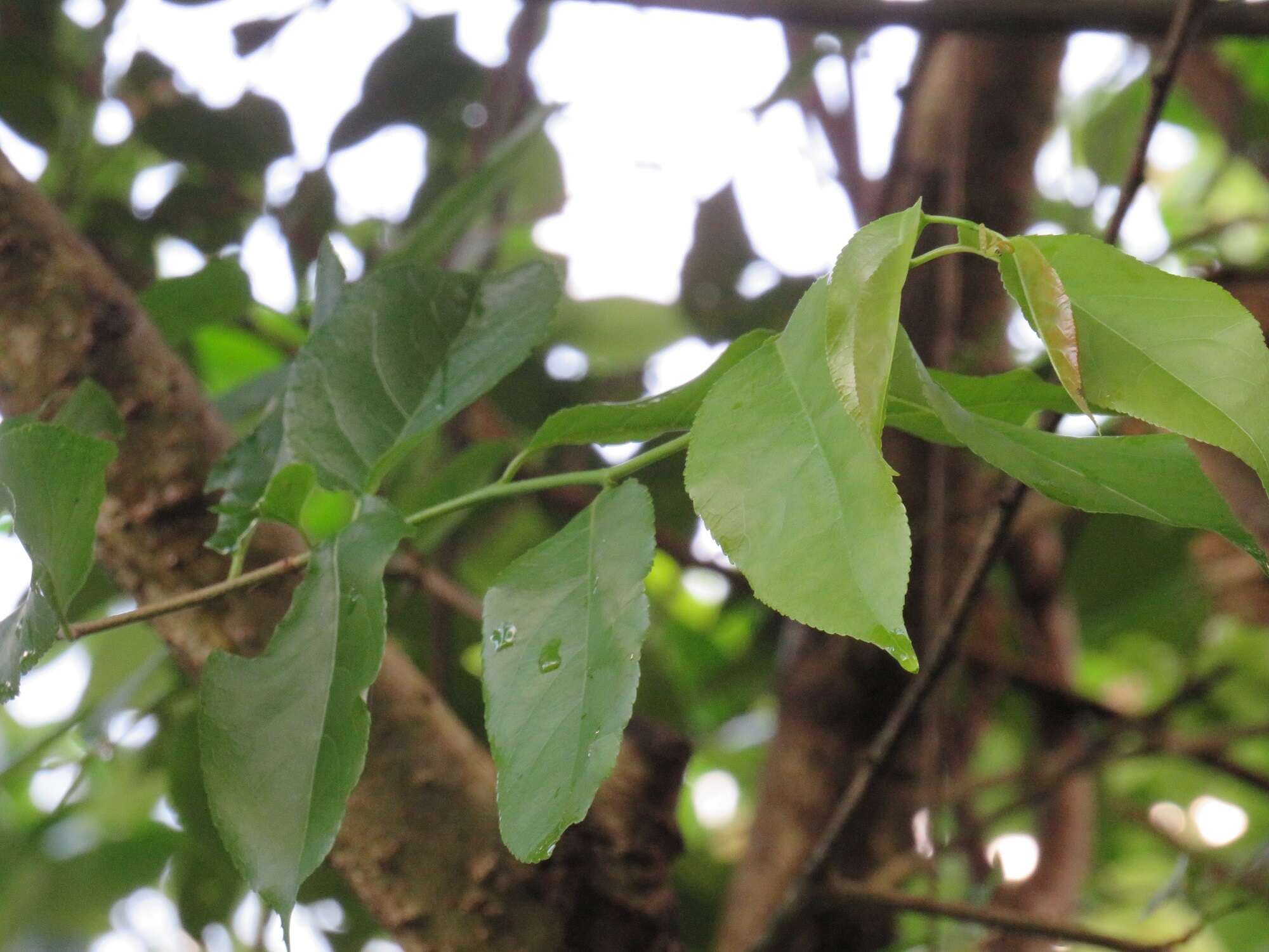 Image de Oncoba spinosa Forsk.