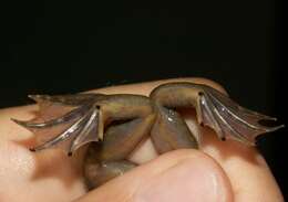 Image of Fraser's Clawed Frog