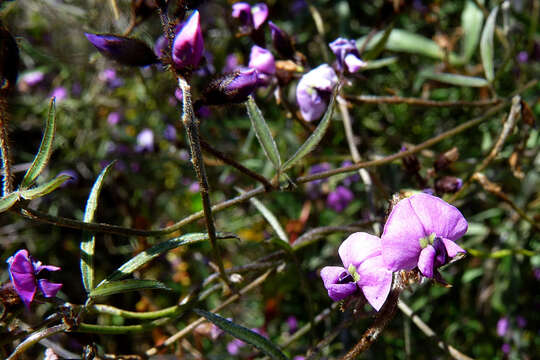 Image of Silky Glycine