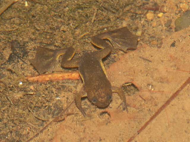 Xenopus longipes Loumont & Kobel 1991 resmi