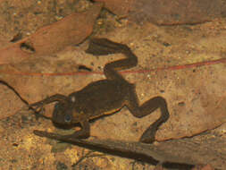 Xenopus longipes Loumont & Kobel 1991 resmi