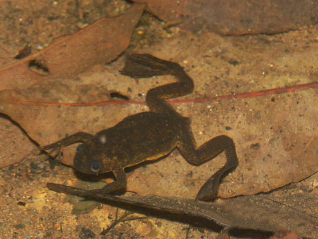 Xenopus longipes Loumont & Kobel 1991 resmi