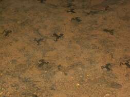 Xenopus longipes Loumont & Kobel 1991 resmi