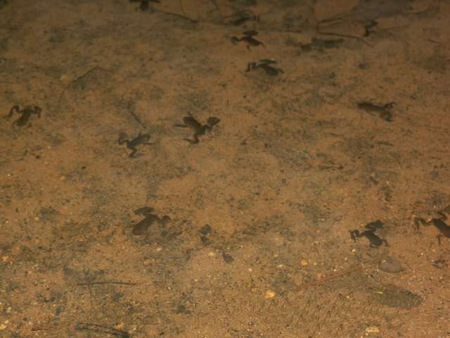 Xenopus longipes Loumont & Kobel 1991 resmi