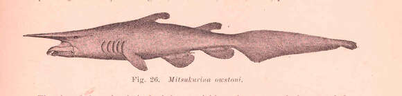 Image of Mitsukurina