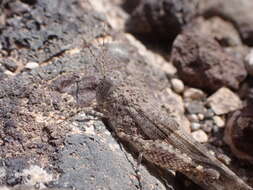 Image de Sphingonotus (Neosphingonotus) pachecoi (Bolívar & I. 1908)