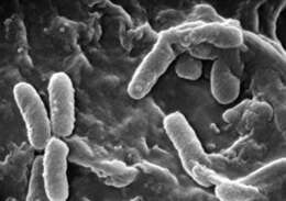 Pseudomonas aeruginosa resmi