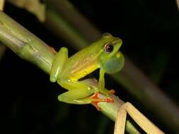 Image of Riggenbach's Reed Frog