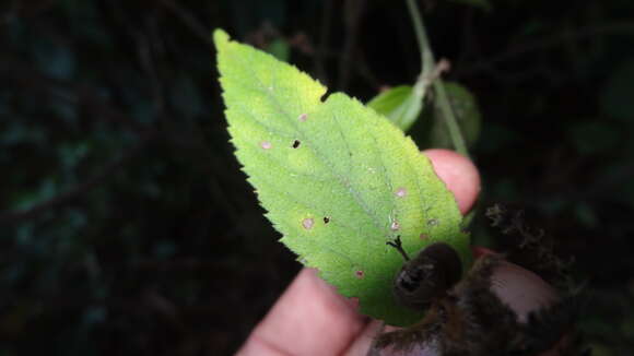 Image of Tragia involucrata L.