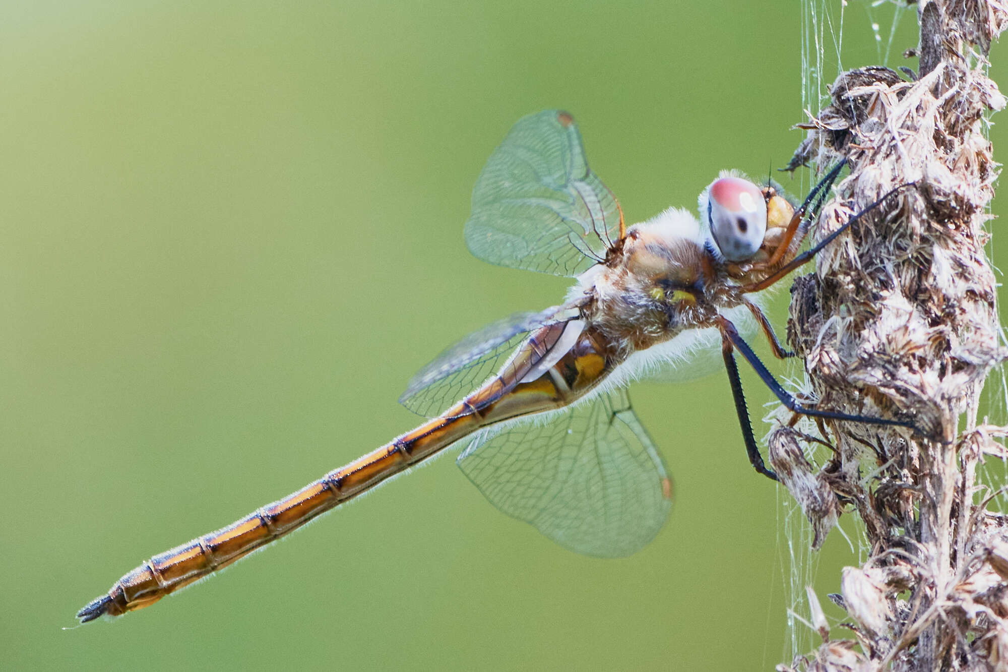 Image of Florida Baskettail