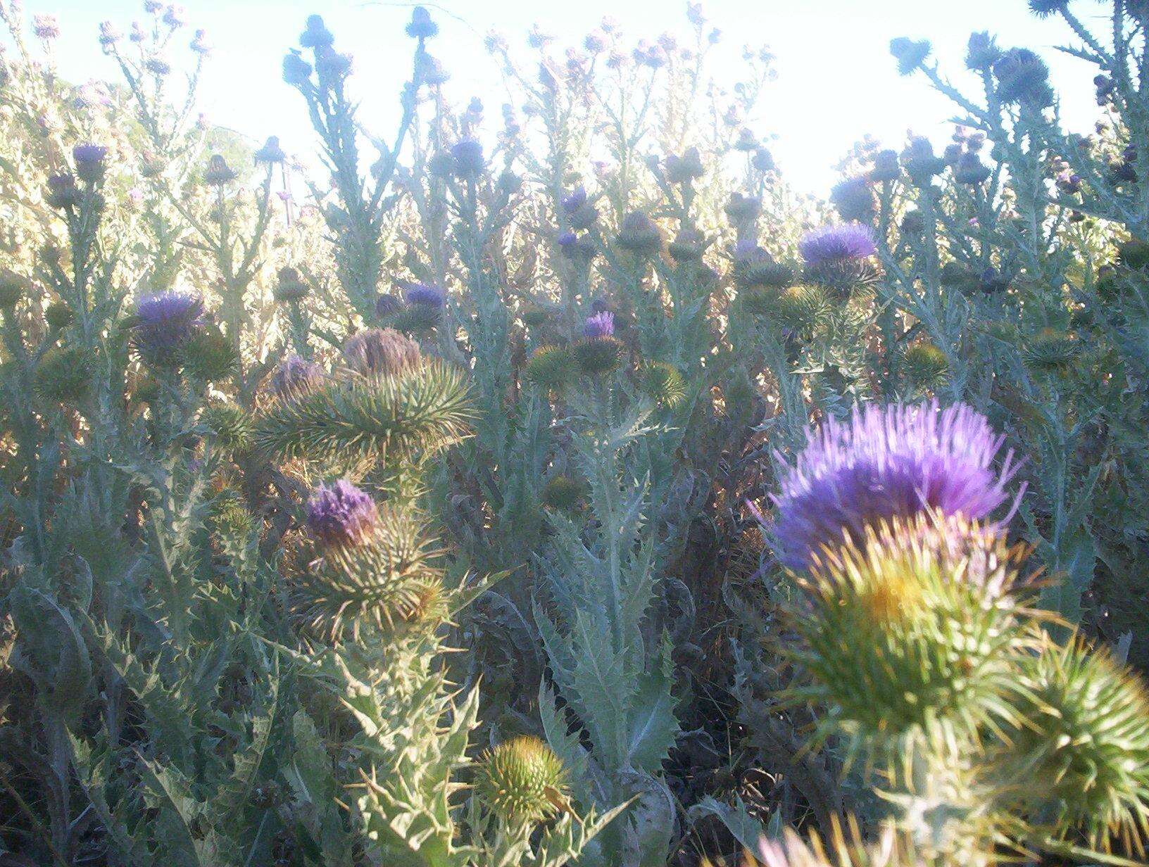 Image of Cotton Thistle