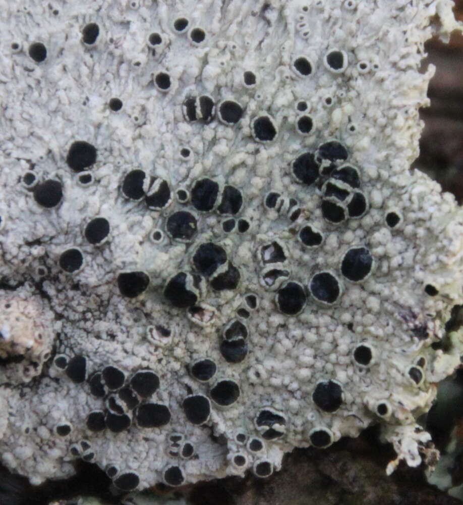 Image of dirinaria lichen