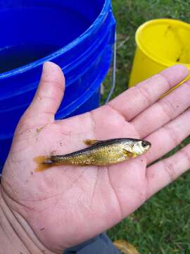 Image of Zacapu shiner