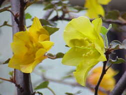 Image of California flannelbush