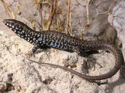 Image of Miles Wall Lizard