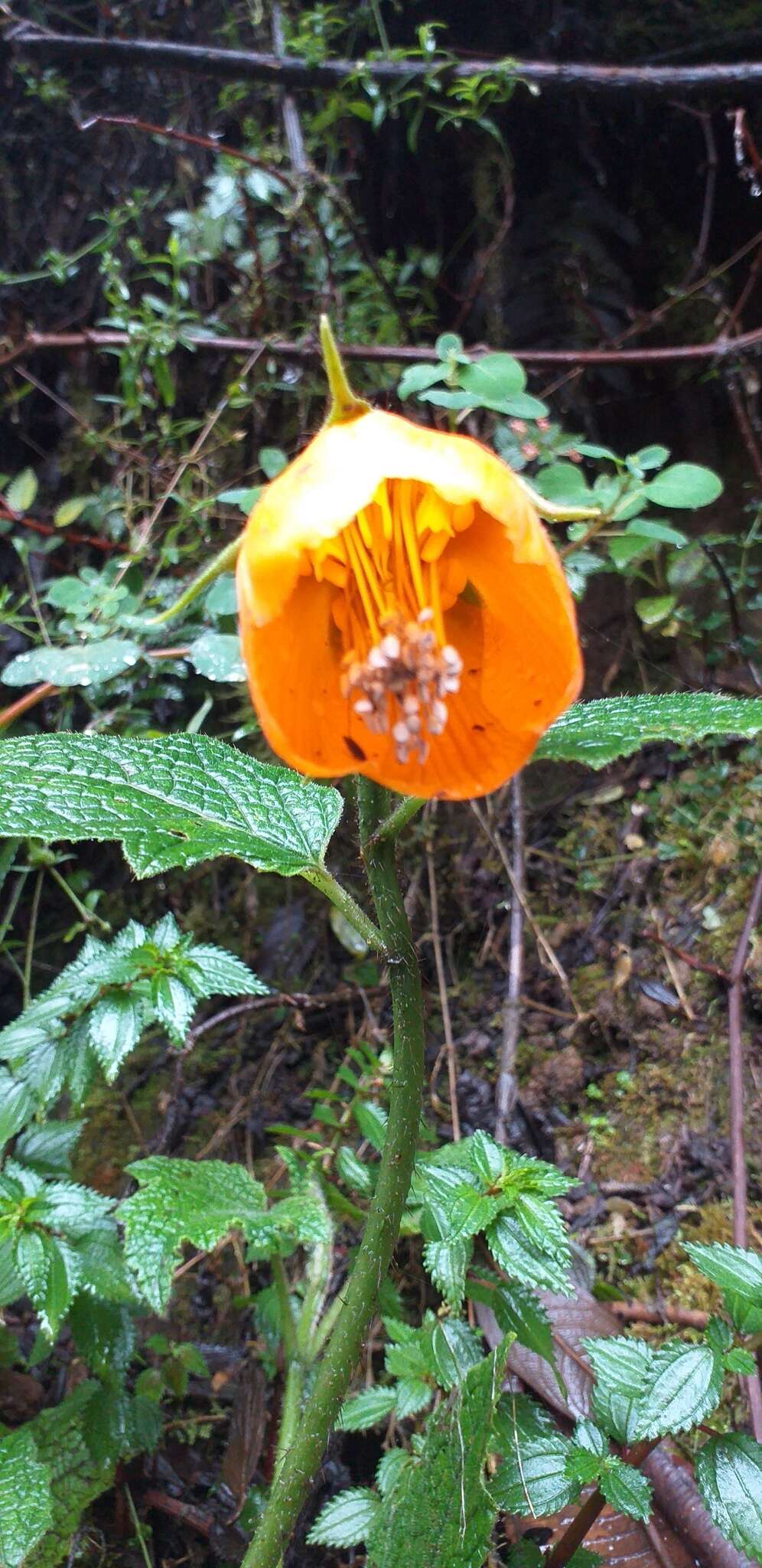 Nasa grandiflora (Lam.) Weigend resmi