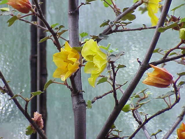 Sivun Fremontodendron californicum (Torr.) Coult. kuva