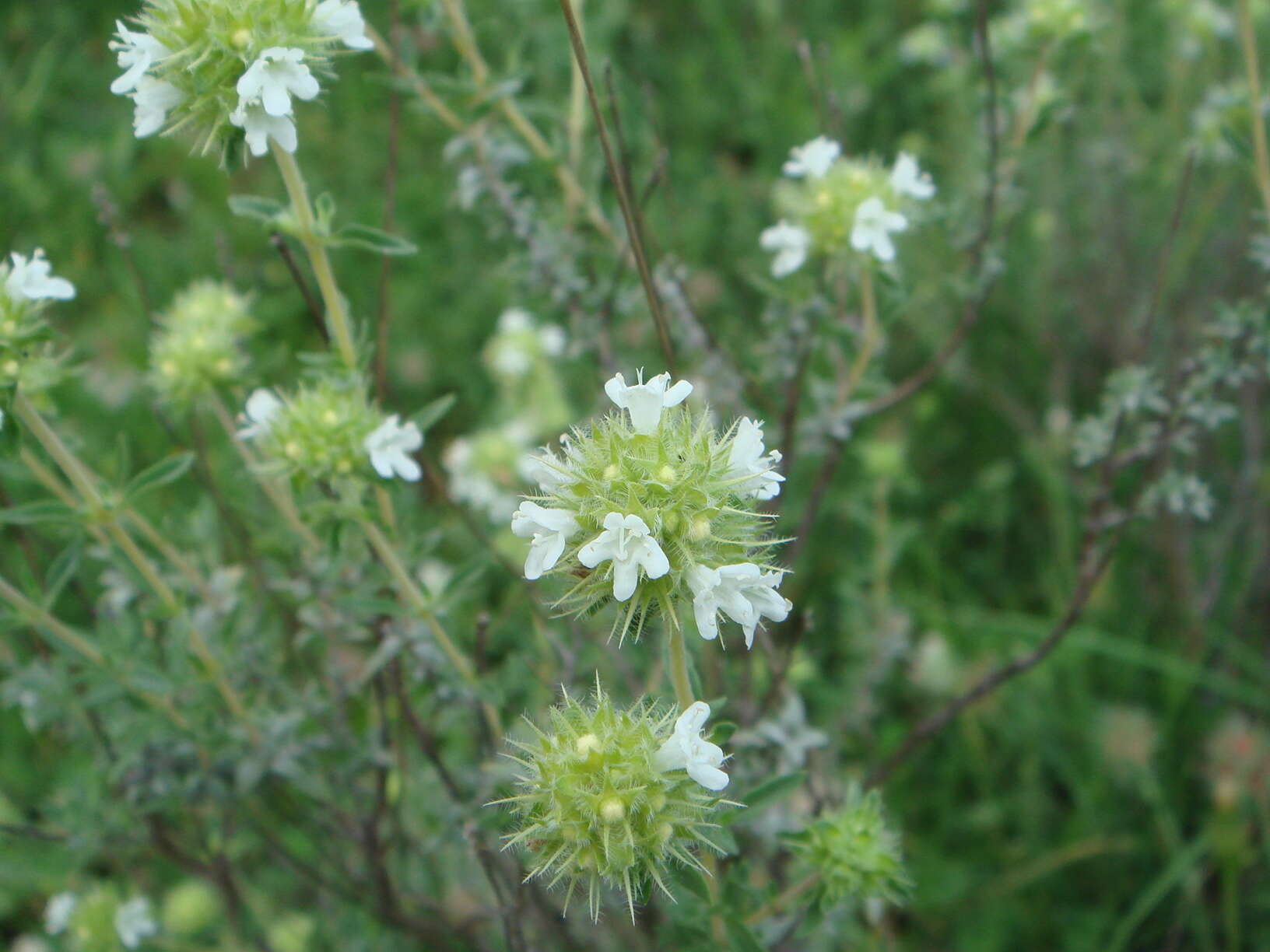 Image of Mastic Thyme