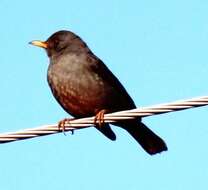 Image of Karoo Thrush