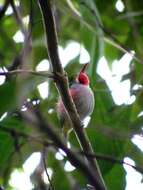 Imagem de Todus multicolor Gould 1837