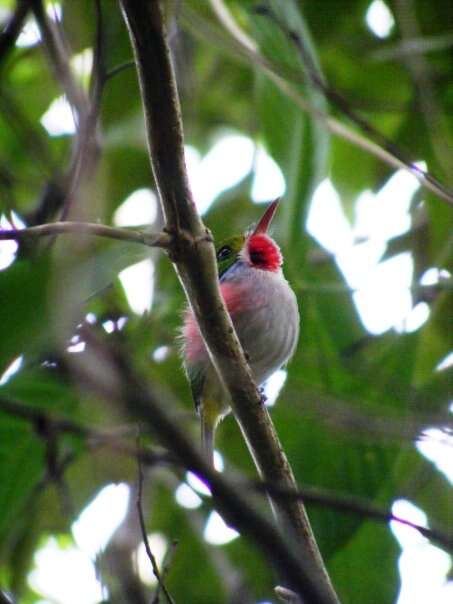 Imagem de Todus multicolor Gould 1837