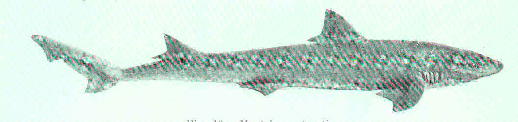 Image of Gummy Shark